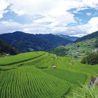 八畝の棚田
