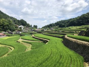 「田和の棚田」撮影者名：田和棚田交流人(松岡浩規)　撮影場所：佐用町田和の棚田　撮影日：2020年7月19日