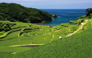 浜野浦の棚田