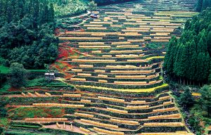 広内・上原の棚田