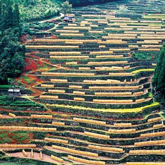 広内・上原の棚田