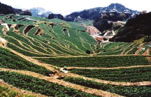 谷水の棚田