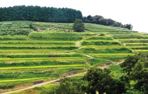 峰の棚田