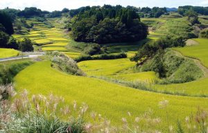 白糸台の棚田