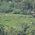 スリランカの棚田 撮影者：石川公康　撮影地：スリランカ ヌワラエリヤ　撮影日：2019年1月14日