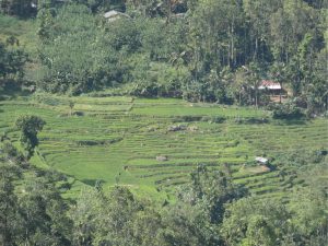 スリランカの棚田 撮影者：石川公康　撮影地：スリランカ ヌワラエリヤ　撮影日：2019年1月14日