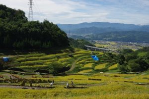 「稲倉の棚田」　撮影者：石川公康　撮影地：長野県上田市・稲倉棚田　撮影日：2016 年9 月25日　稲刈りの時期に当たりましたので、多くの子供たちが 稲刈りに参加していました。この棚田の場所から車で10分くらいで、現在放映している「真田丸」の真田家ゆかりの 場所が点在しており観光客も多く訪れていました