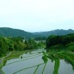 実りの秋へ第一歩 撮影者：新野 亜由美 　撮影地：奈良県宇陀市玉立地区の棚田　撮影日：2018年5月25日