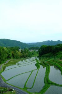 実りの秋へ第一歩 撮影者：新野 亜由美 　撮影地：奈良県宇陀市玉立地区の棚田　撮影日：2018年5月25日