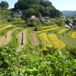 黄金色に実る北庄棚田 撮影者：来栖 嘉隆　撮影地：岡山県久米南町北庄棚田　撮影日：2015年9月22日 秋晴れなシルバーウィークに 関東から来た若者たちを連れて北庄棚田を案内したときの１コマ。 ２枚目３枚めの棚田は、地域の有志で 旅のあしあとも田植えをお手伝いした場所。ちゃんと実ったんだなあ。感慨深い。 来年は稲刈りも手伝いに行くぞ～！