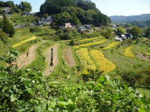 黄金色に実る北庄棚田 撮影者：来栖 嘉隆　撮影地：岡山県久米南町北庄棚田　撮影日：2015年9月22日 秋晴れなシルバーウィークに 関東から来た若者たちを連れて北庄棚田を案内したときの１コマ。 ２枚目３枚めの棚田は、地域の有志で 旅のあしあとも田植えをお手伝いした場所。ちゃんと実ったんだなあ。感慨深い。 来年は稲刈りも手伝いに行くぞ～！
