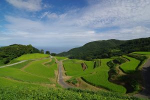 撮影者：石川公康　撮影地：佐渡市岩首棚田　撮影日：2016年8月10日
