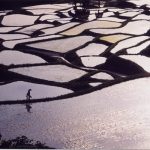 「田植えを終えて」　新潟県中里村　撮影者：野沢恒雄 撮影地：新潟県中里村