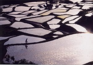 「田植えを終えて」　新潟県中里村　撮影者：野沢恒雄 撮影地：新潟県中里村