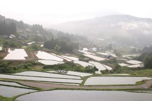 「坂折の棚田1」　撮影者：itazu tunemiti 撮影地：恵那市坂折の棚田　撮影日：2003年9月10日