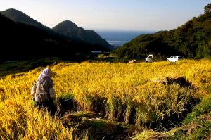 「松崎町石部」　撮影者：高橋秀樹　撮影地：静岡県賀茂郡松崎町石部　撮影日：2004年4月