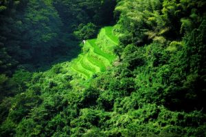 「高知県大豊町」　撮影者：上岡直見 撮影地：高知県大豊町