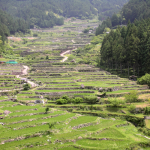 「愛知県新城市　四谷の千枚田」　撮影者：岡田　洋民　撮影地：愛知県新城市・四谷千枚田　撮影日：2014年6月19日