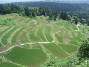 「小千谷市岩沢地区の棚田」　撮影者：田中赳夫　撮影地：小千谷市岩沢地区の棚田　撮影日：平成20年6月27日