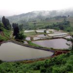 「新潟県山古志村」　撮影者：中野力　撮影地：新潟県山古志村の棚田　撮影日：平成22年6月18日