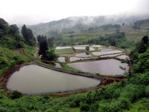 「新潟県山古志村」　撮影者：中野力　撮影地：新潟県山古志村の棚田　撮影日：平成22年6月18日