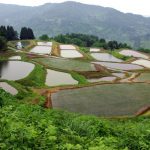「新潟県山古志村」　撮影者：中野力　撮影地：新潟県山古志村の棚田　撮影日：平成22年6月18日