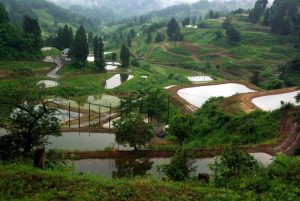 「新潟県山古志村」　撮影者：中野力　撮影地：新潟県山古志村の棚田　撮影日：平成22年6月18日