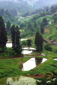 「新潟県山古志村」　撮影者：中野力　撮影地：新潟県山古志村の棚田　撮影日：平成22年6月18日