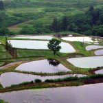「新潟県山古志村」　撮影者：中野力　撮影地：新潟県山古志村の棚田　撮影日：平成22年6月18日