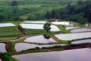 「新潟県山古志村」　撮影者：中野力　撮影地：新潟県山古志村の棚田　撮影日：平成22年6月18日