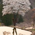 儀明の棚田は山桜が名物、また夕日が美しいので有名である。なかなかその両方が揃うことは珍しく、まだ経験したことはない。　撮影者：萩谷敦　撮影地：新潟県十日町市儀明　撮影日：2010年5月4日