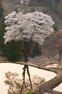 儀明の棚田は山桜が名物、また夕日が美しいので有名である。なかなかその両方が揃うことは珍しく、まだ経験したことはない。　撮影者：萩谷敦　撮影地：新潟県十日町市儀明　撮影日：2010年5月4日