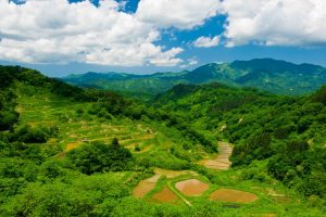 背景に刈羽黒姫山がそびえる広々とした松代清水の棚田は、2011年3月12日早朝に起きた長野新潟大震災によってほぼ全壊してしまった。復旧したとしても景色はかなり変わったものになるだろう。この写真は震災の前年の夏に撮影されたものである。　撮影者：萩谷敦　撮影地：十日町市松代清水 撮影日：2010年5月29日