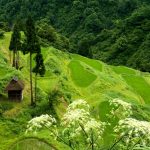 この棚田は2011年3月12日の長野新潟大震災でほぼ全壊してしまった。この写真は撮影者にとって震災前の最後の撮影である。 撮影者：萩谷敦　撮影地：十日町市松之山天水島留守原　撮影日：2010年7月16日