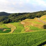 朝日を浴びた岩首棚田、とても美しかったです。 撮影者：内田 千鶴　撮影地：岩首棚田（佐渡島／新潟県）　撮影日：2012年7月16日