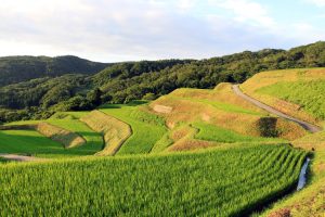 朝日を浴びた岩首棚田、とても美しかったです。 撮影者：内田 千鶴　撮影地：岩首棚田（佐渡島／新潟県）　撮影日：2012年7月16日