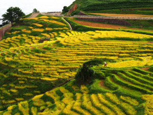 白米棚田 撮影者：川口　喜仙　撮影地：白米棚田（輪島市／石川県）　撮影日：2012年9月12日