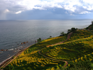 白米棚田 撮影者：川口　喜仙　撮影地：白米棚田（輪島市／石川県）　撮影日：2012年9月12日