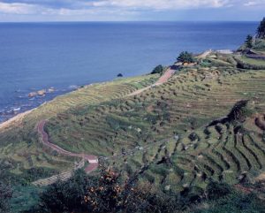 「晩秋の白米千枚田」　撮影者：松本弘　撮影地：石川県輪島市　撮影日