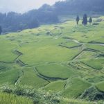 「夏の田」新潟県中里村　撮影者：野沢恒雄 撮影地：新潟県中里村