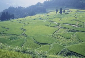 「夏の田」新潟県中里村　撮影者：野沢恒雄 撮影地：新潟県中里村