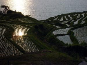 「白米千枚田」　撮影者：中野力　撮影地：石川県輪島市白米千枚田　撮影日：2003年6月19日">