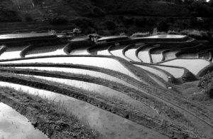 「曲線美の棚田」　撮影者：山村和哉 撮影地：大阪千早　撮影日：2005年6月5日