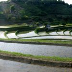 「曲線美の棚田」　撮影者：山村和哉 撮影地：大阪千早　撮影日：2005年6月5日