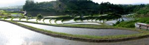 「曲線美の棚田」　撮影者：山村和哉 撮影地：大阪千早　撮影日：2005年6月5日