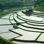 「雨の棚田」　撮影者：山村和哉 撮影地：和歌山県　あらぎ島　撮影日：2005年6月5日