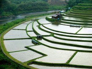 「雨の棚田」　撮影者：山村和哉 撮影地：和歌山県　あらぎ島　撮影日：2005年6月5日