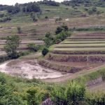 「明日香村の棚田」　撮影者：山村和哉 撮影地：奈良県明日香　撮影日：2005年5月22日