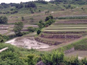「明日香村の棚田」　撮影者：山村和哉 撮影地：奈良県明日香　撮影日：2005年5月22日