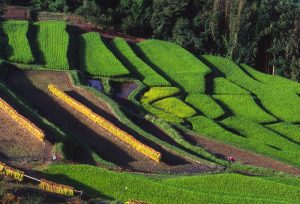「豊丘村の棚田」　撮影者：宮下正弘　撮影地：長野県下伊那郡豊丘村　